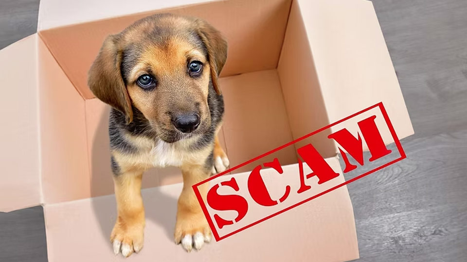 網上寵物騙局